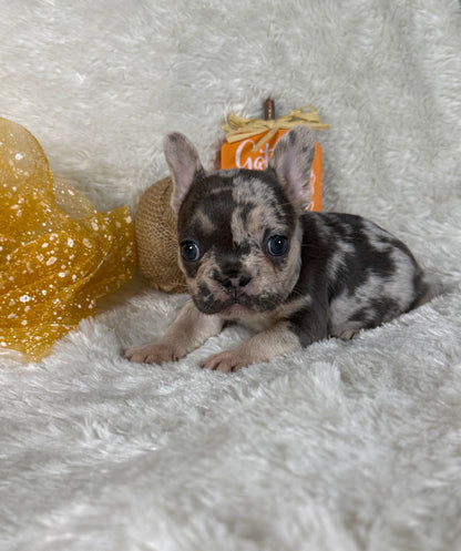 Josey - Blue & Tan - RESERVED