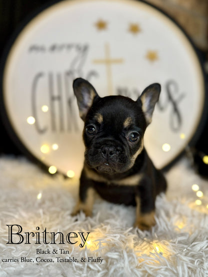 Britney - Female Black & Tan