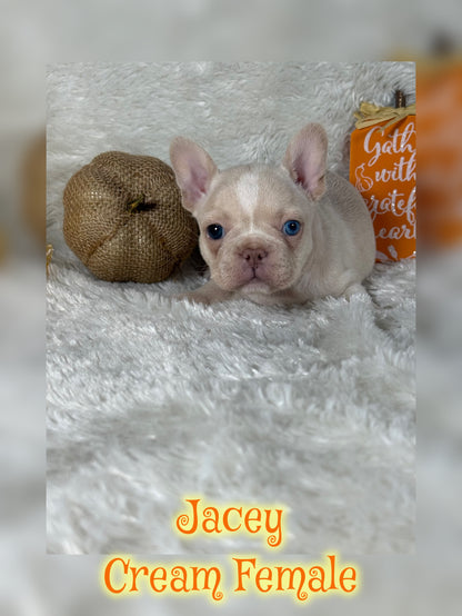 Jacey - Cream 1 BLUE eye