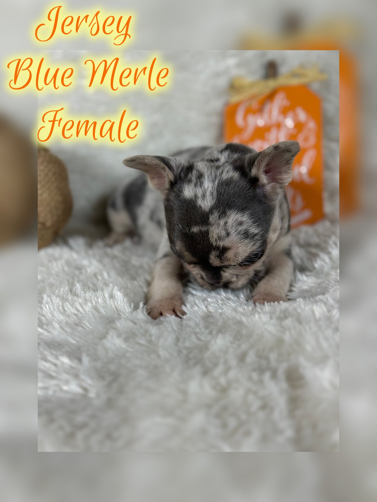 Jersey - Blue Merle