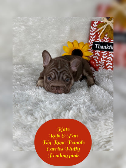 Kate - Rojo & Tan Big Rope Carries Fluffy Pending PINK