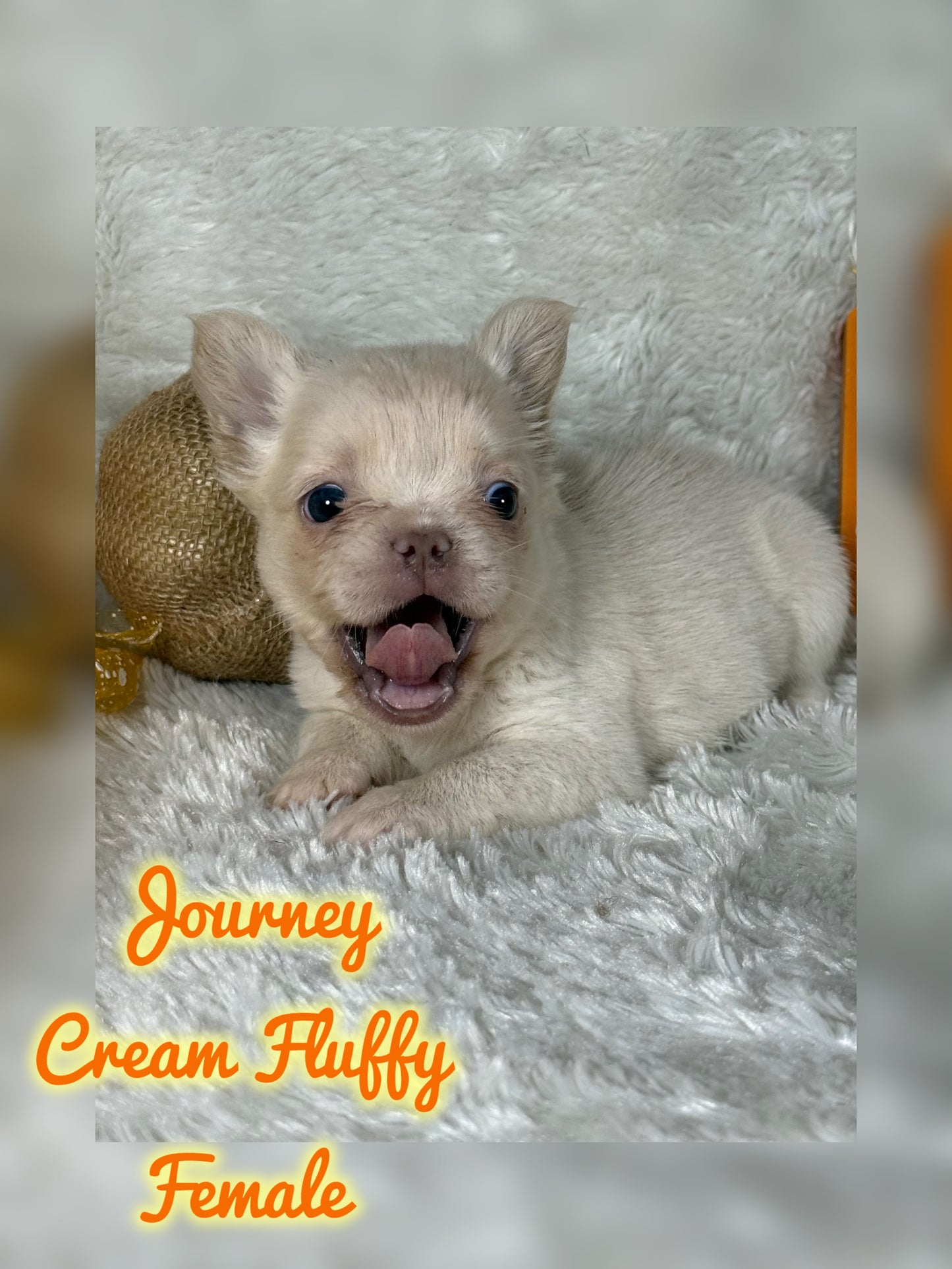 Journey - Cream Fluffy -Reserved
