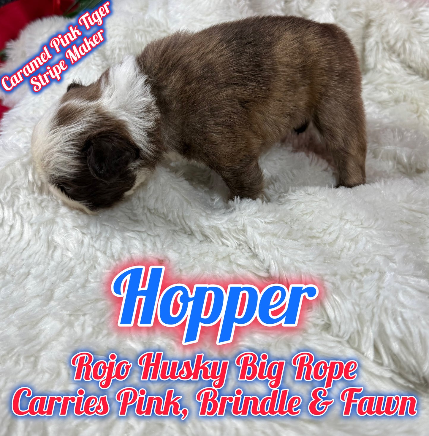 Hopper - Rojo Husky Big Rope Fluffy