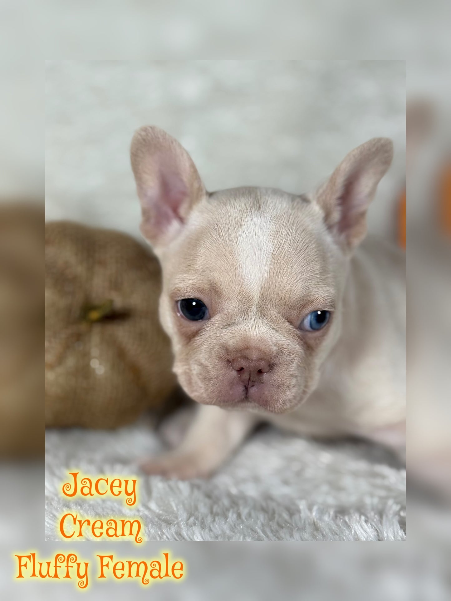 Jacey - Cream 1 BLUE eye
