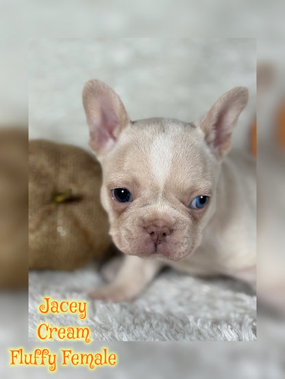 Jacey - Cream 1 BLUE eye
