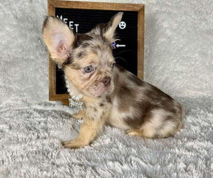 Pepper - Chocolate Merle Fluffy - RESERVED