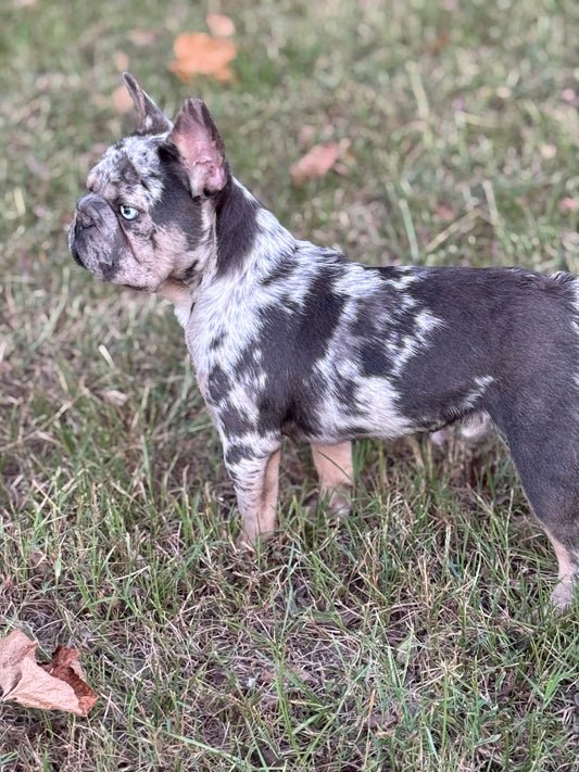 Pockets - Micro Merle Big Rope - Carries Pink & Fluffy 12 Pounds
