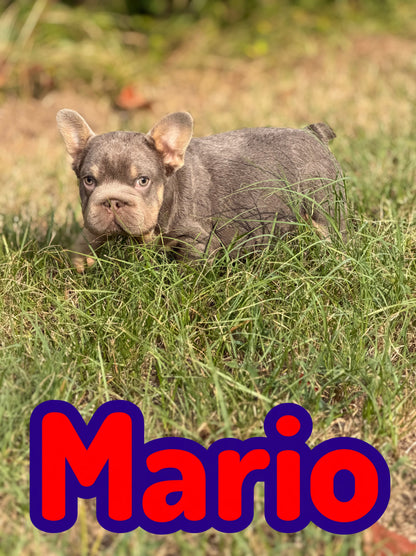 Mario