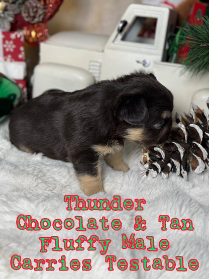 Thunder - Male Chocolate & Tan