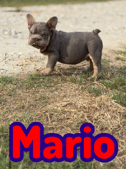 Mario