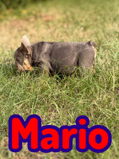 Mario