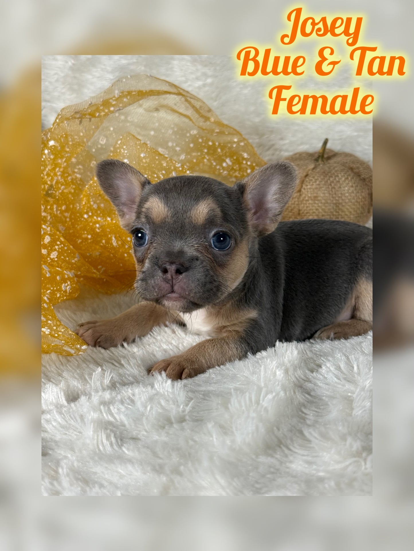 Josey - Blue & Tan - RESERVED