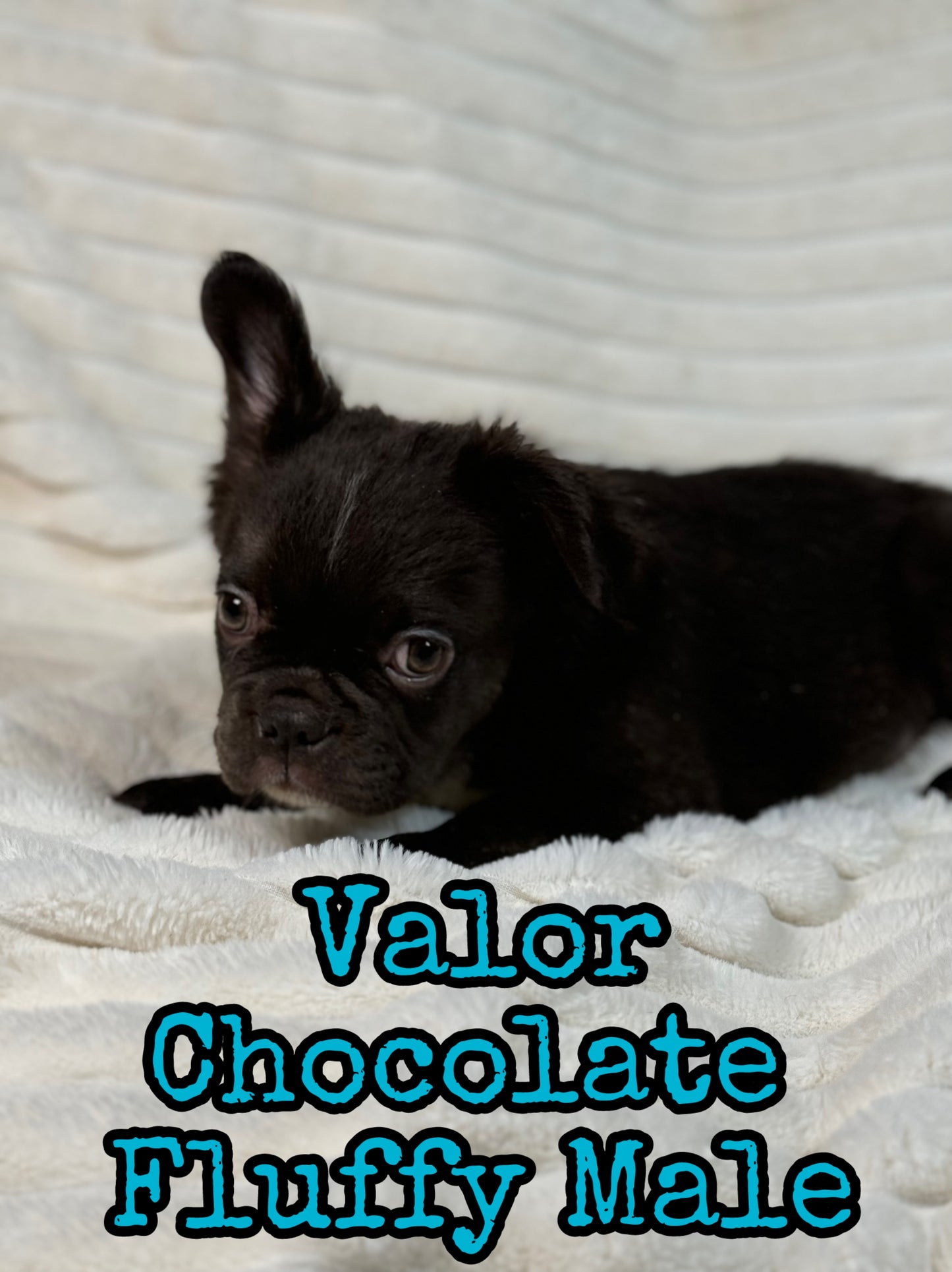 Valor - Male Chocolate Fluffy