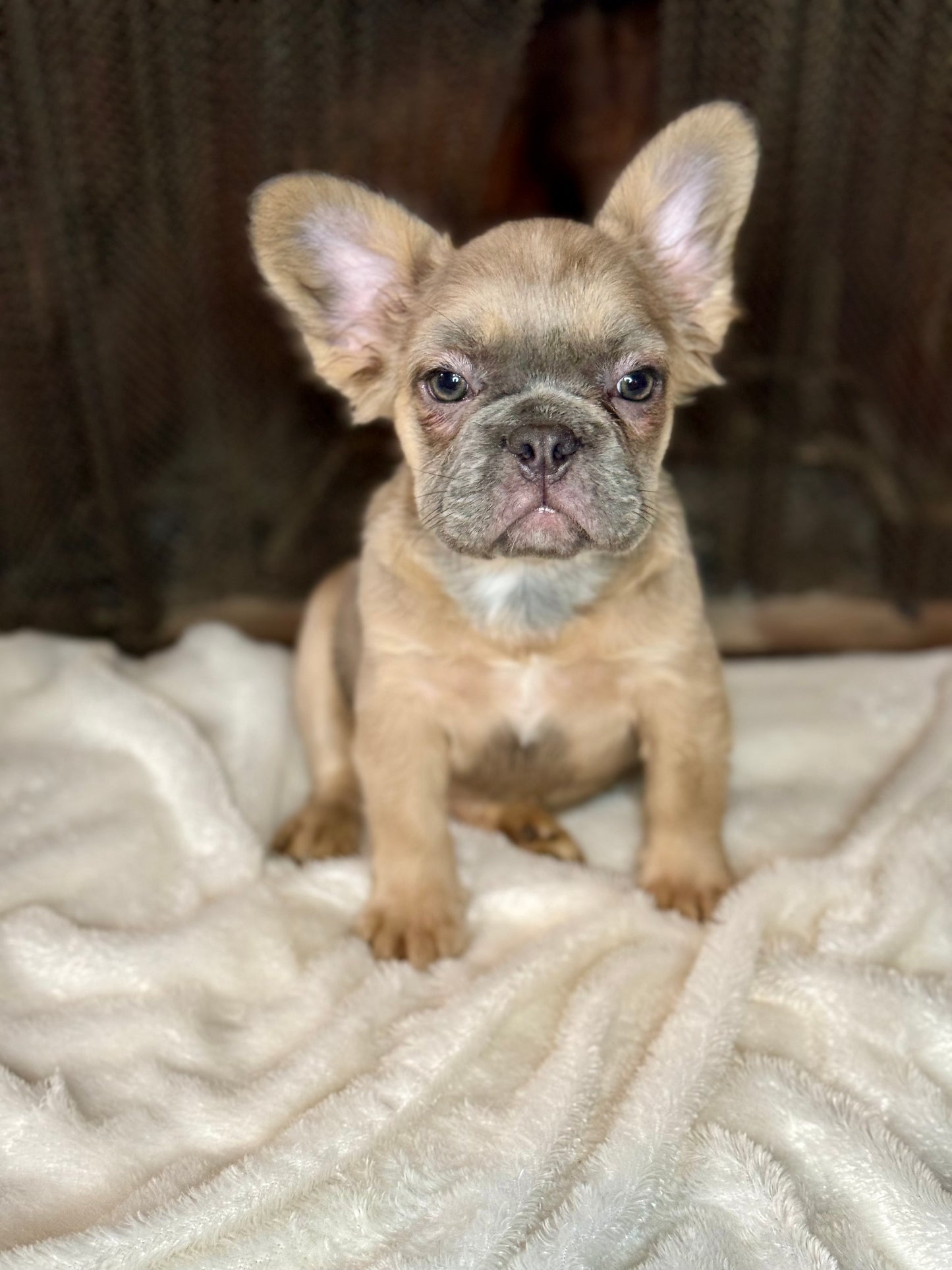 Quartz - Blue Fawn Fluffy Female