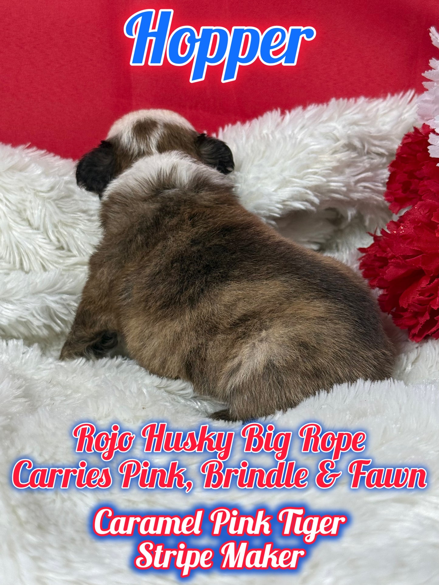 Hopper - Rojo Husky Big Rope Fluffy