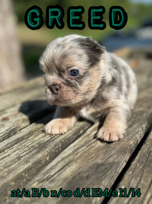 Greed - Male Blue Merle Visual Fluffy Carries Testable, Coco and Cream RESERVED