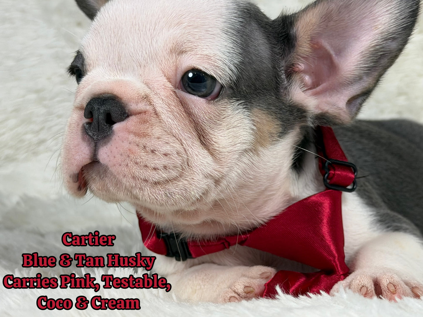Cartier