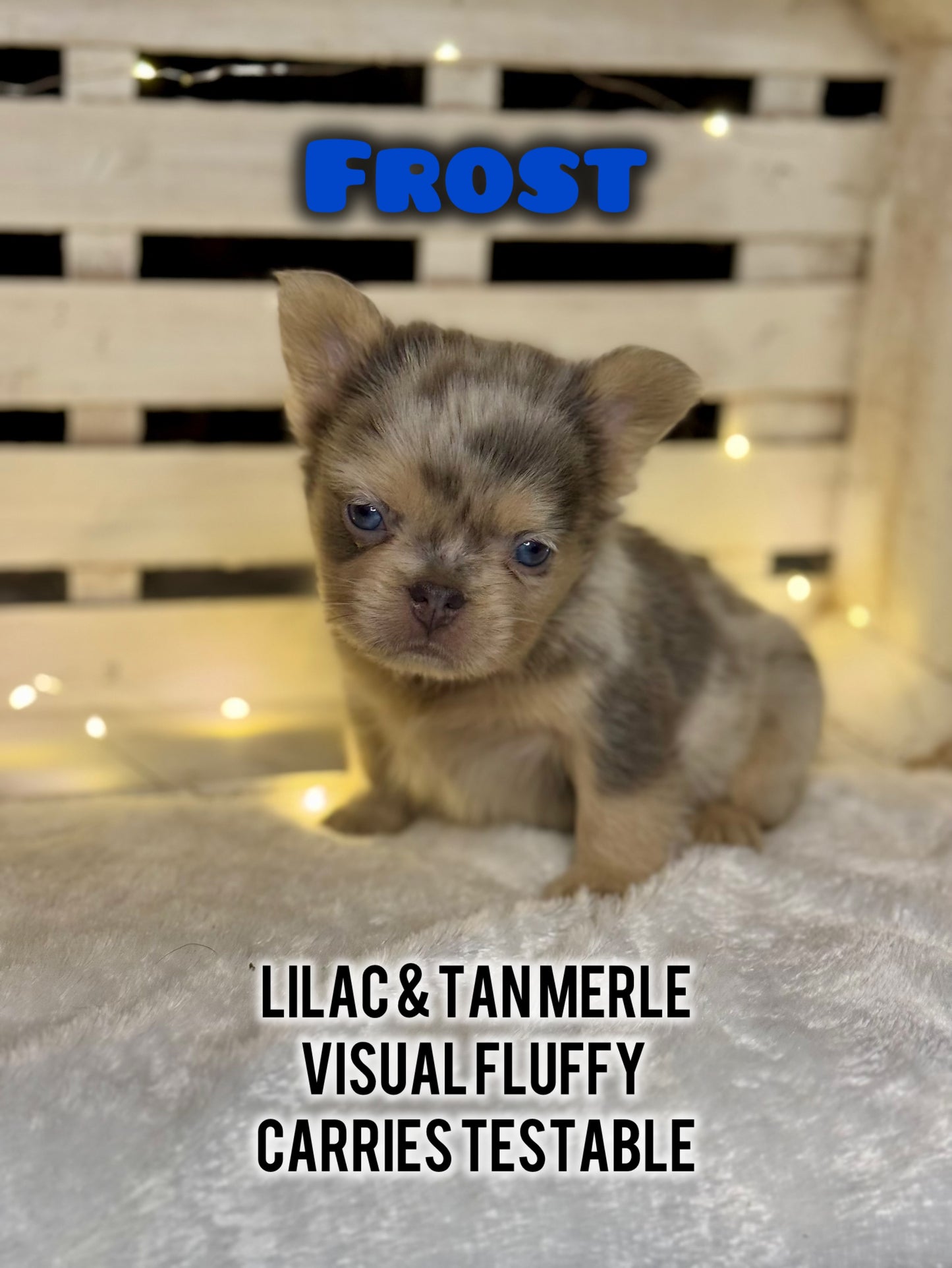 Frost - Male Lilac & Tan Merle