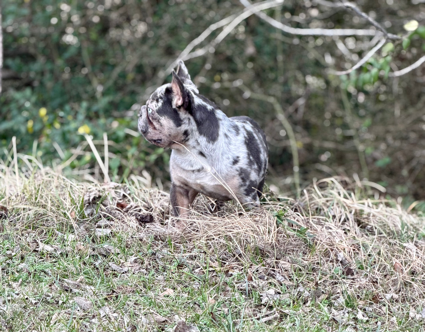 Pockets - Micro Merle Big Rope - Carries Pink & Fluffy 13 Pounds - EARLY INTRO $750