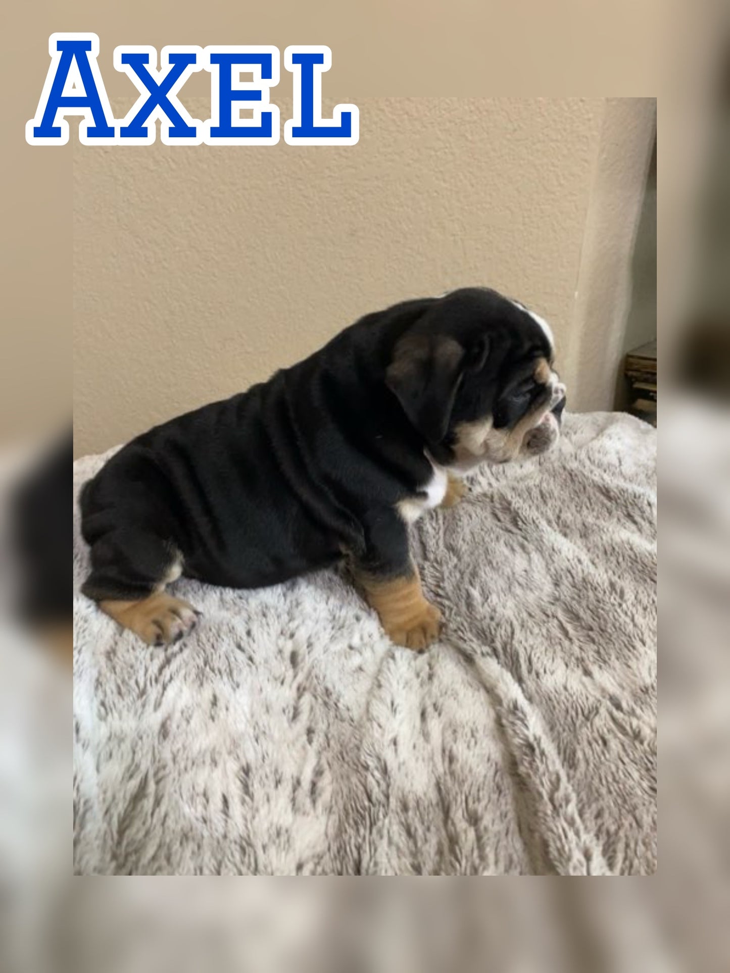 Axel - English Bulldog Black Tri