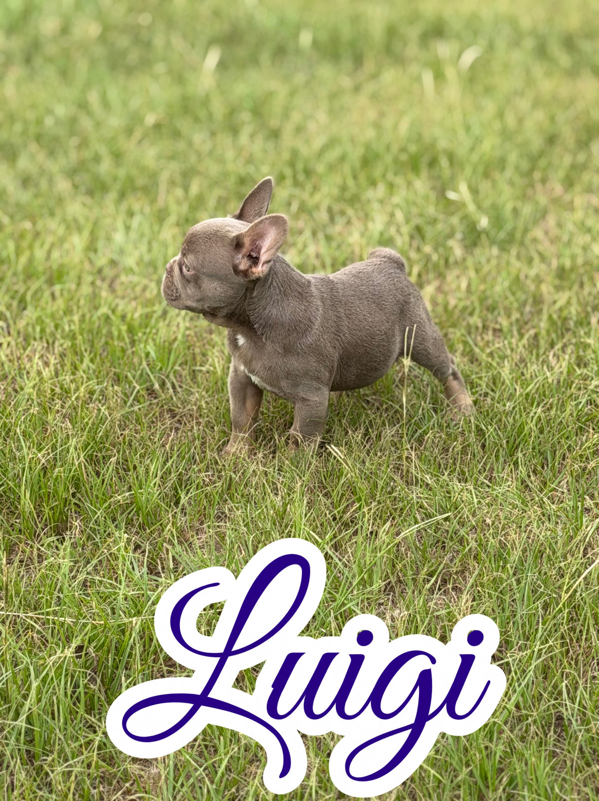 Luigi