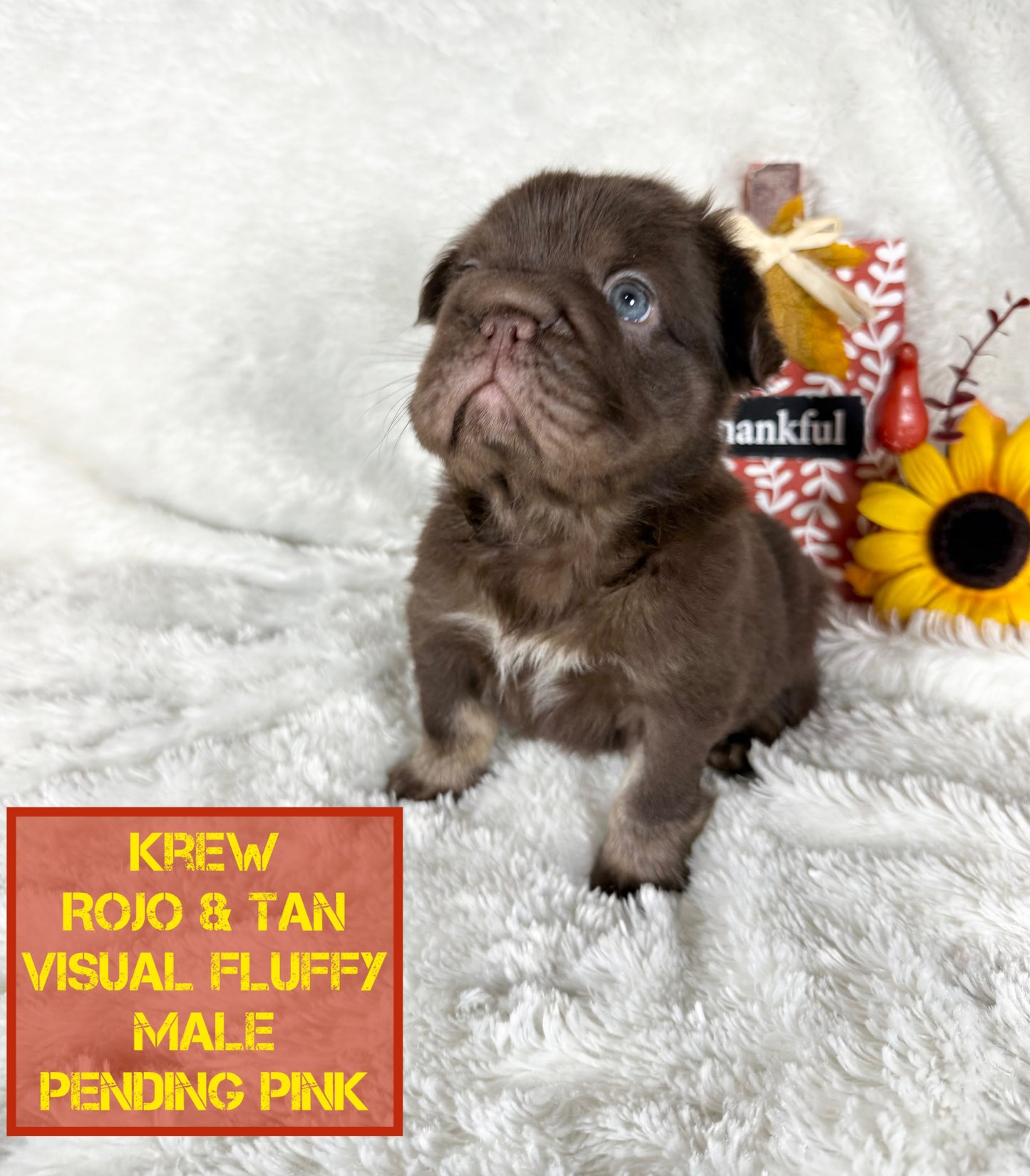 Krew - Rojo & Tan Fluffy Big Rope Pending Pink