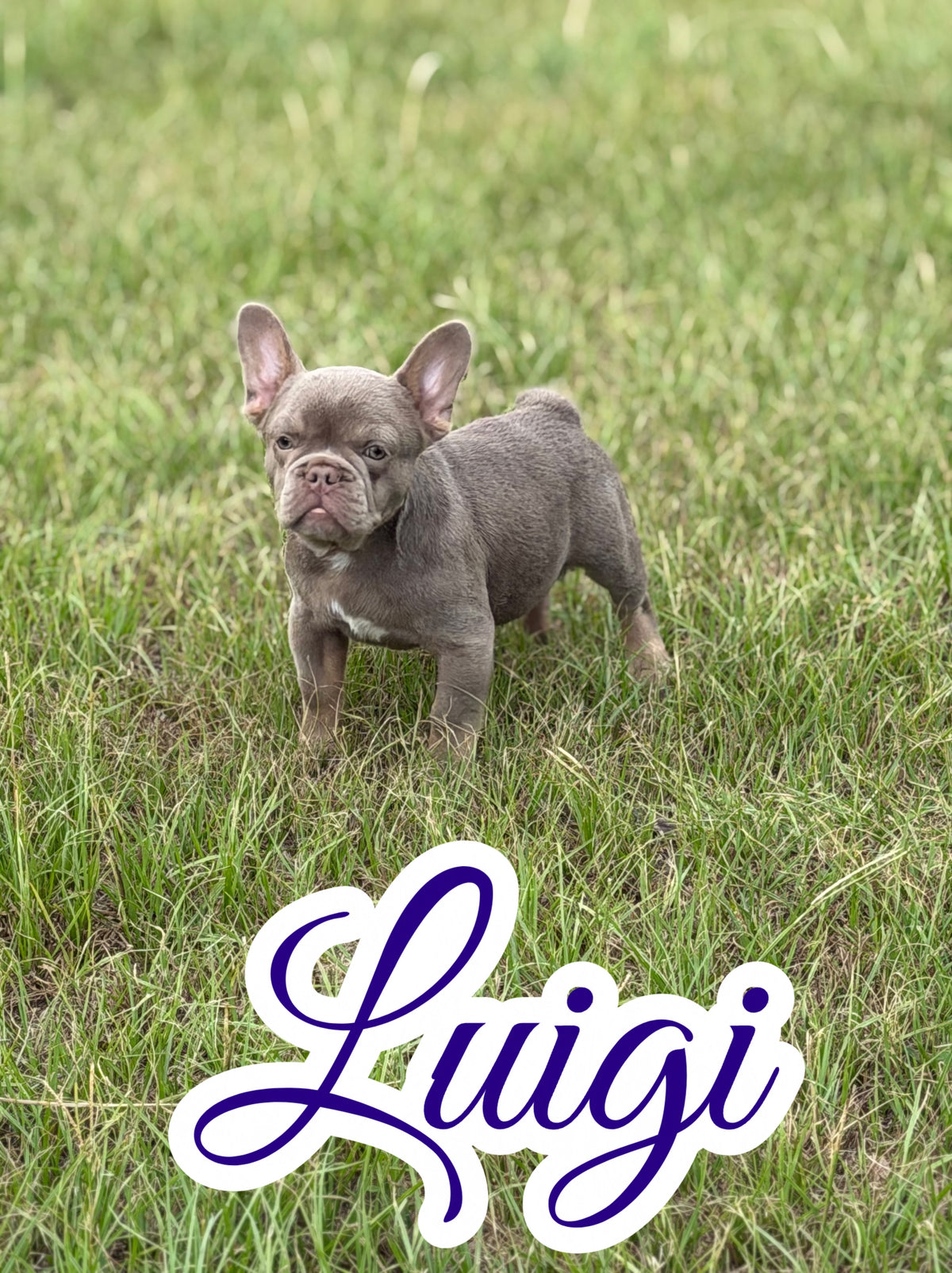 Luigi