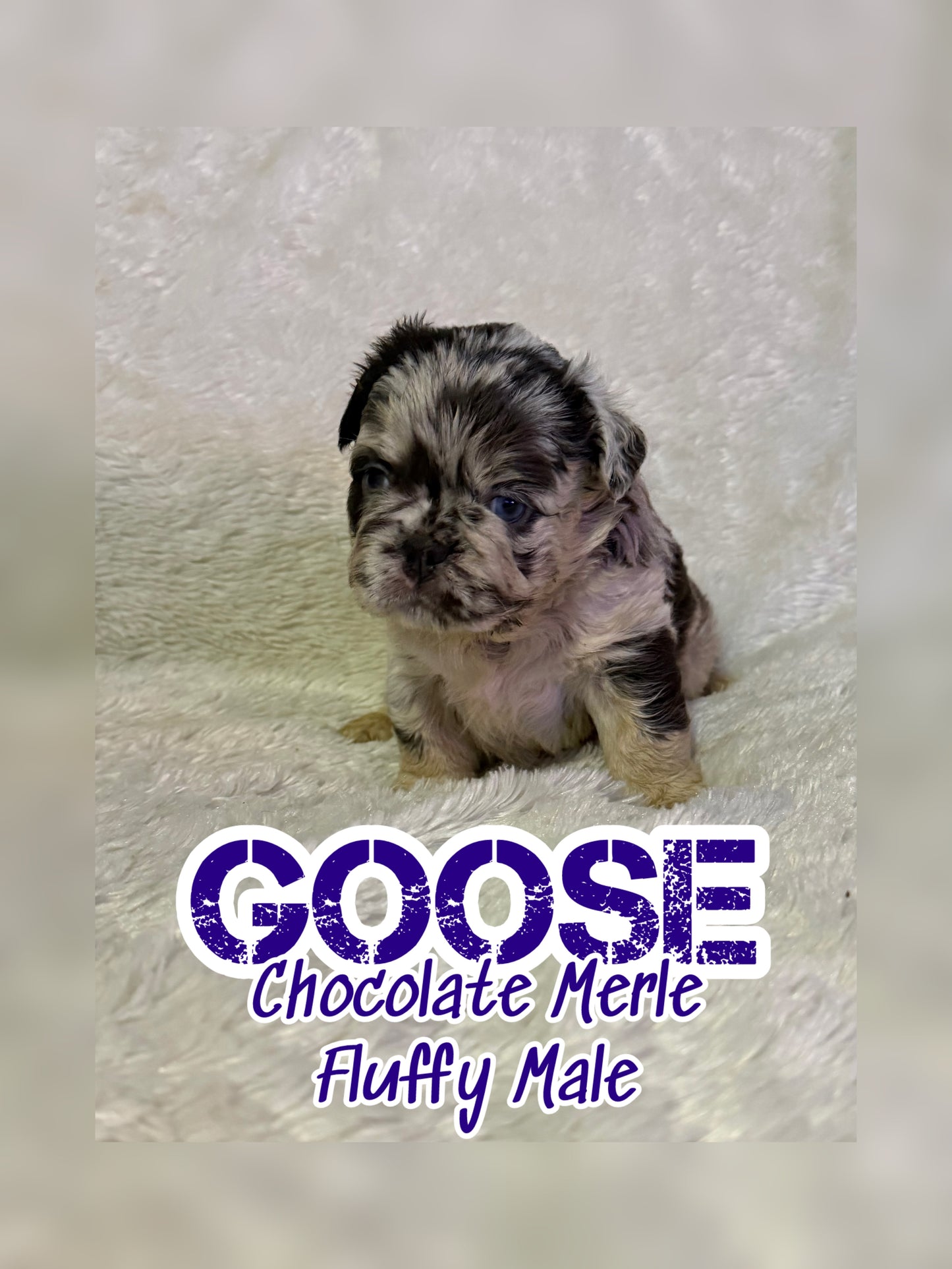 Goose