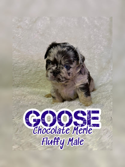 Goose