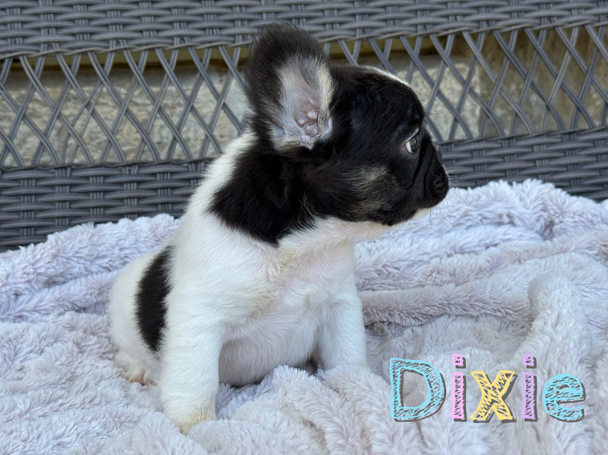 Dixie