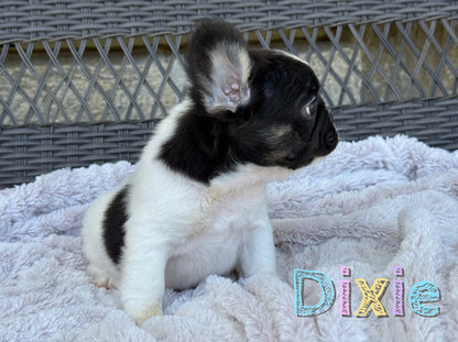 Dixie
