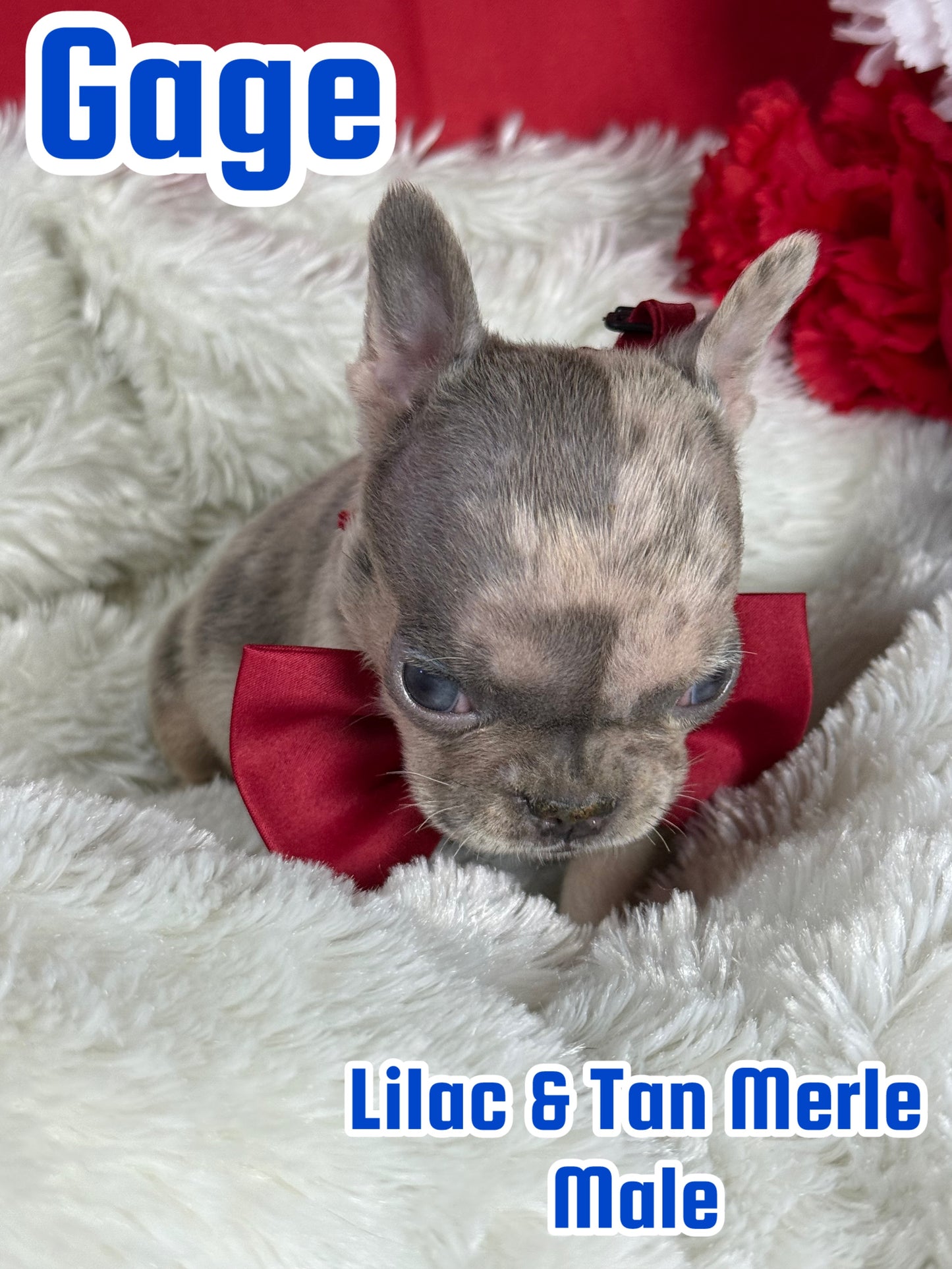 Gage - Male Lilac & Tan Merle