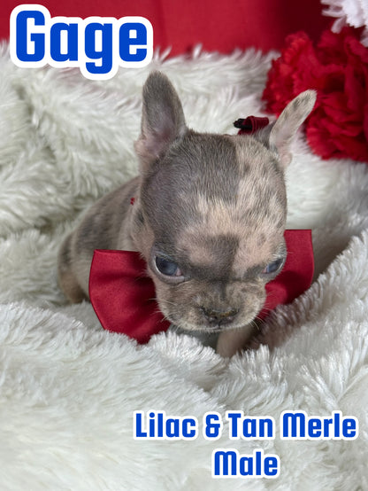 Gage - Male Lilac & Tan Merle