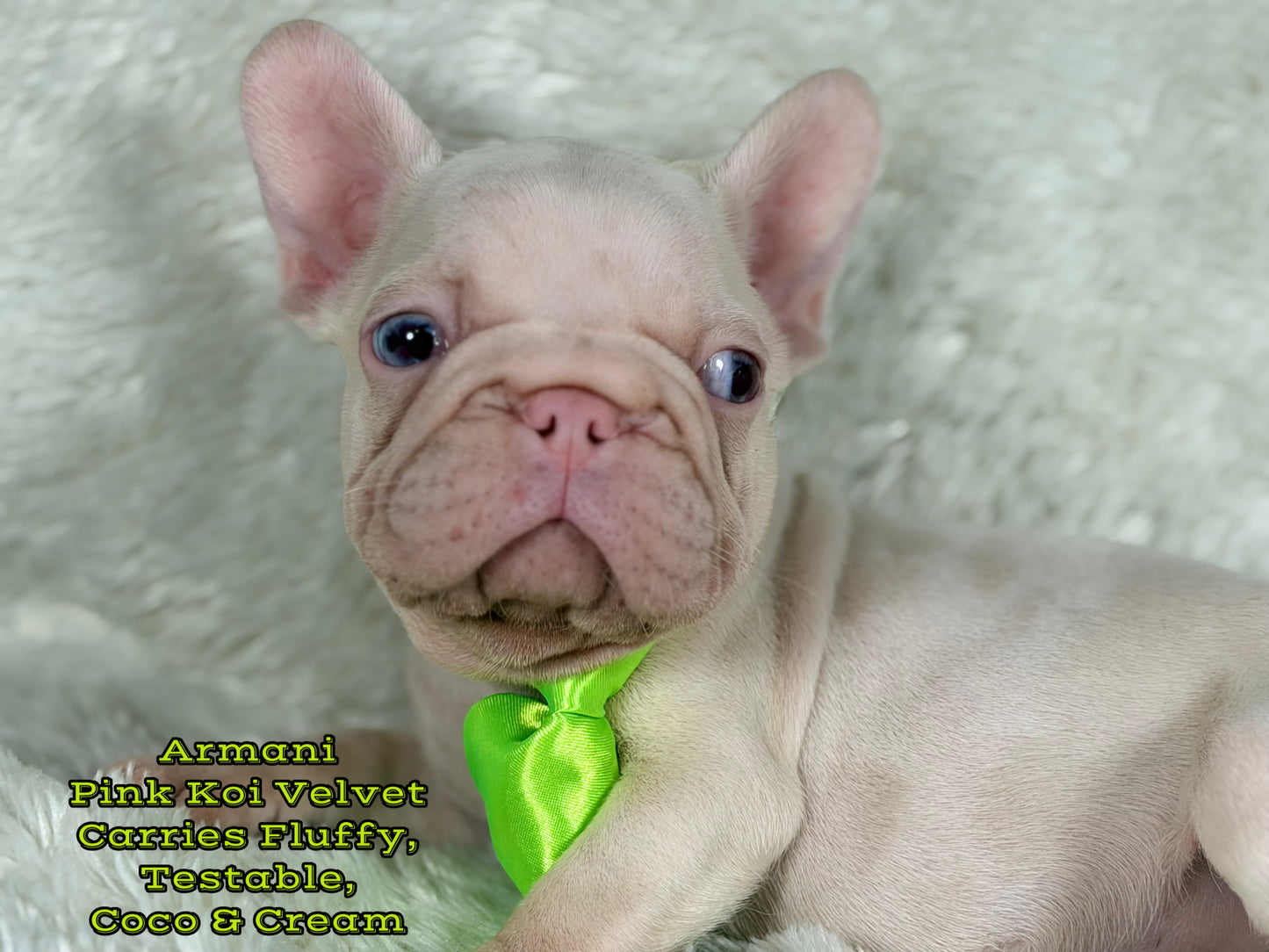 Armani
