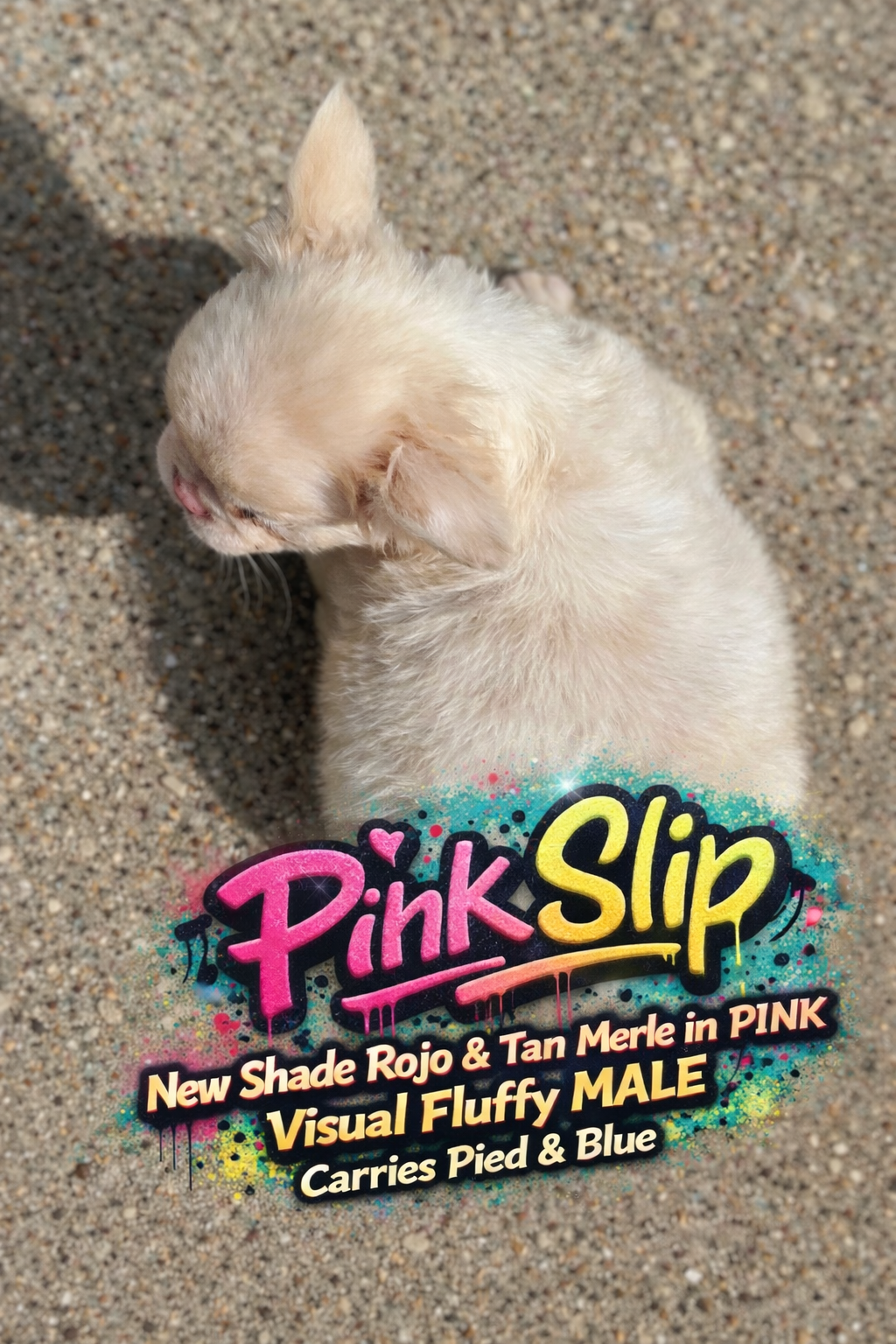 Pink Slip - New Shade Rojo Merle Covered In PINK Fluffy