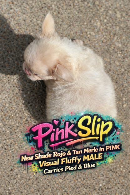 Pink Slip - New Shade Rojo Merle Covered In PINK Fluffy