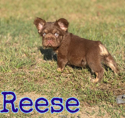 Reese
