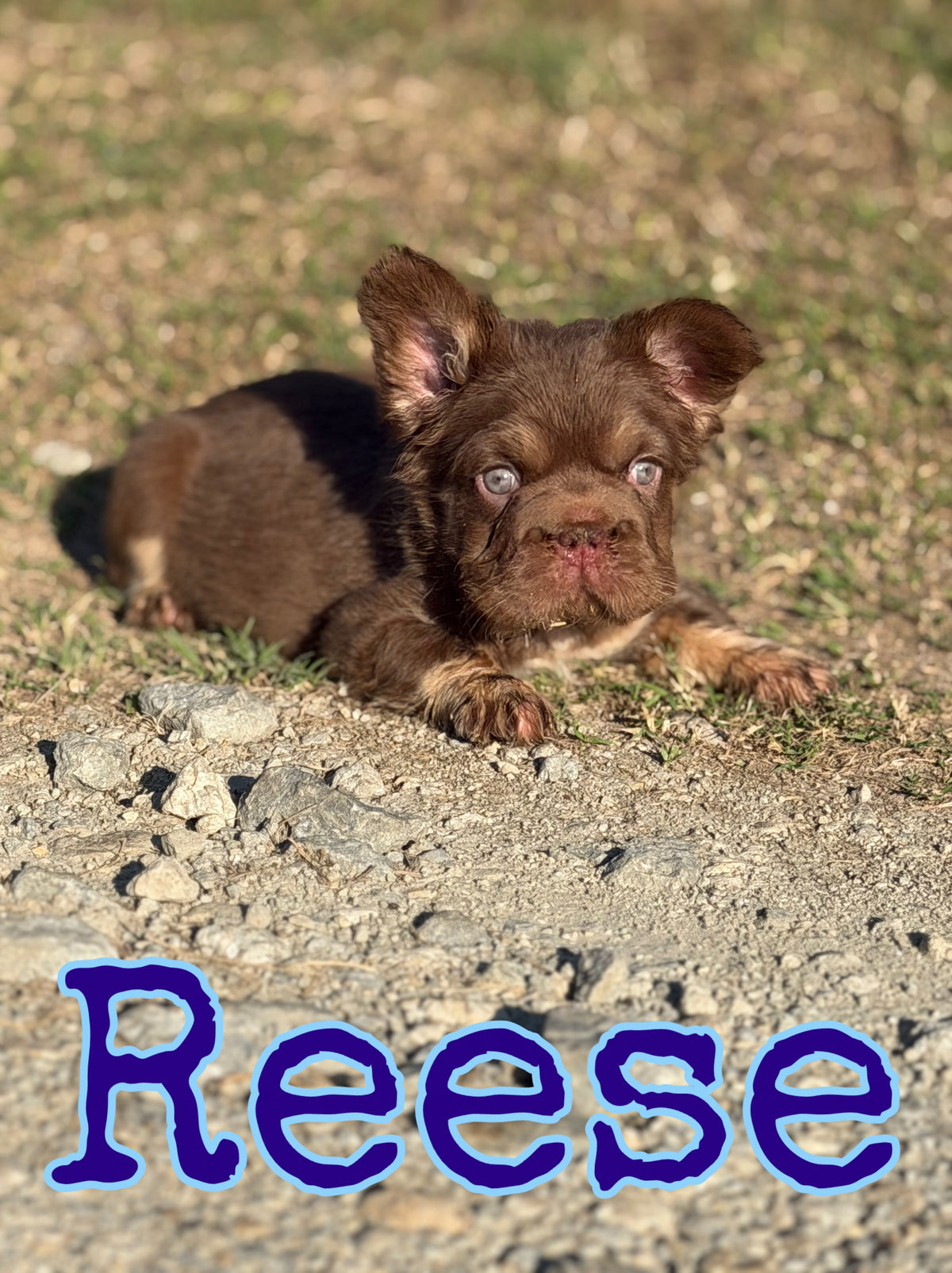 Reese