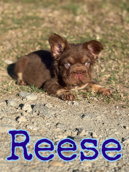 Reese
