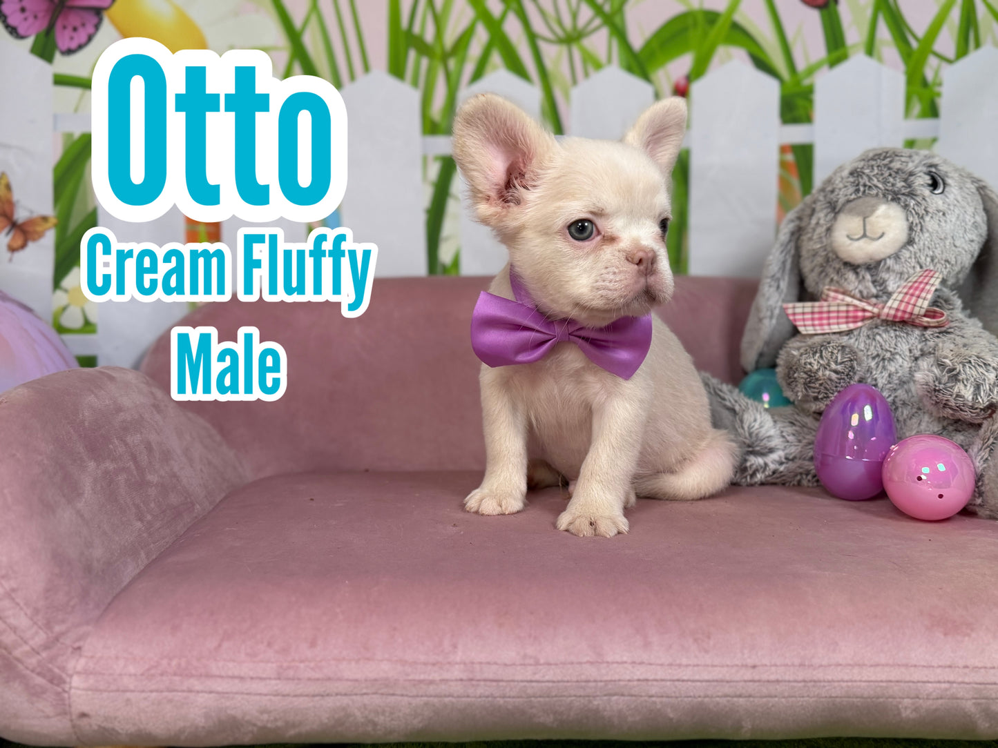 Otto - Cream Fluffy