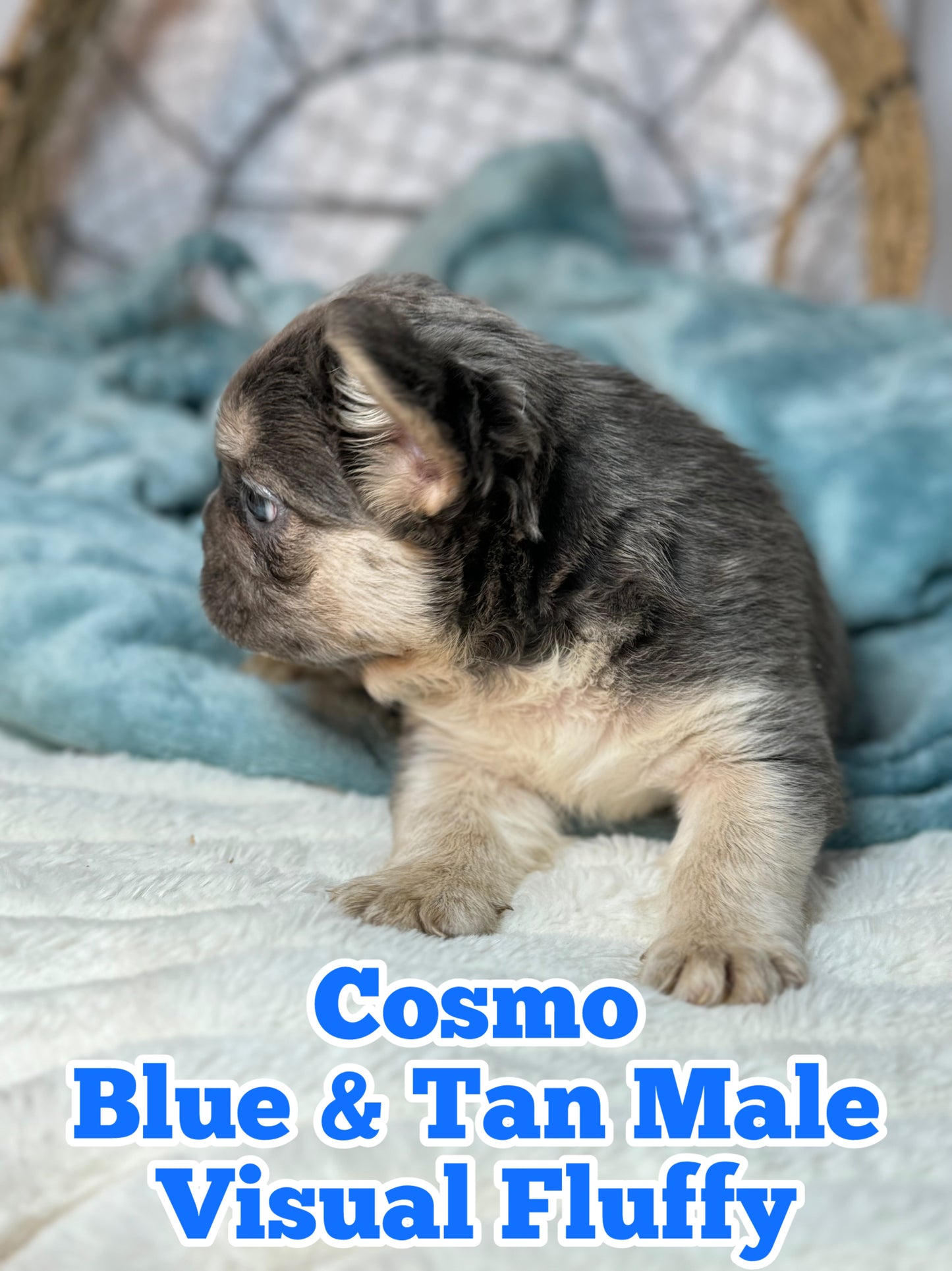 Cosmo - Male Blue & Tan Visual Fluffy - Reserved