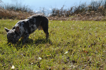 Pockets - Micro Merle Big Rope - Carries Pink & Fluffy 13 Pounds - EARLY INTRO $750