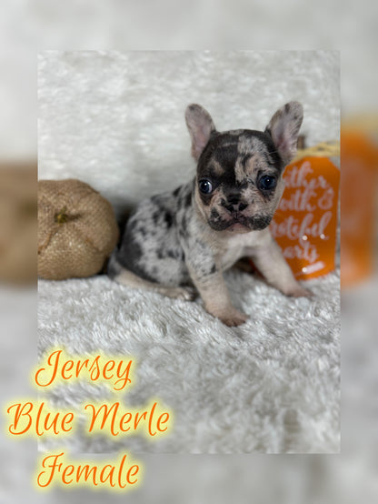 Jersey - Blue Merle