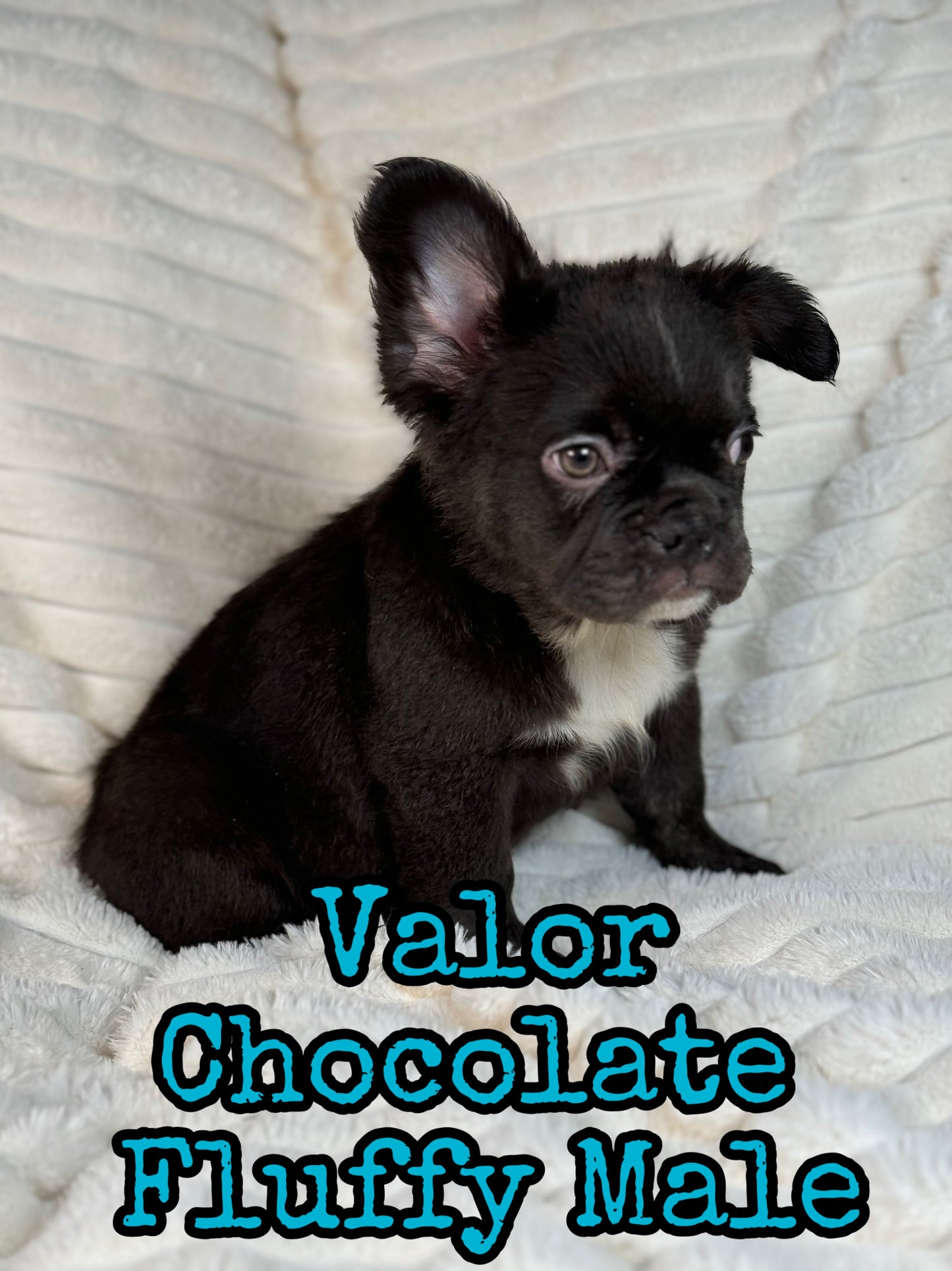 Valor - Male Chocolate Fluffy