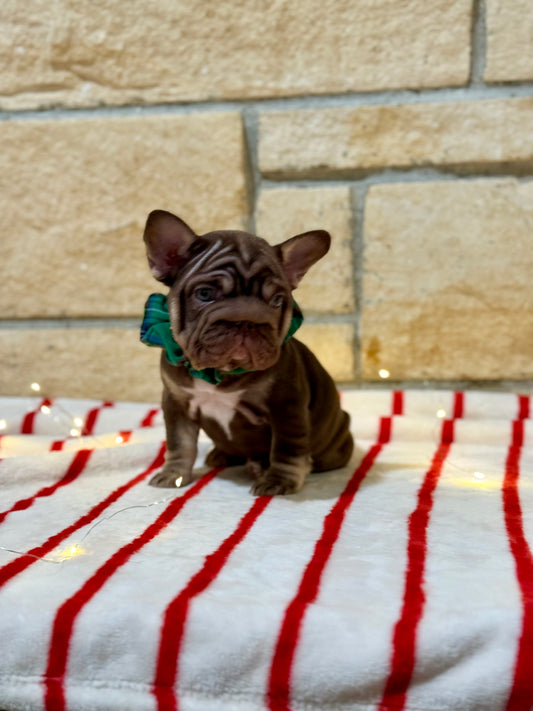 Kate - Rojo & Tan Big Rope Carries Fluffy Carries Pink!!!