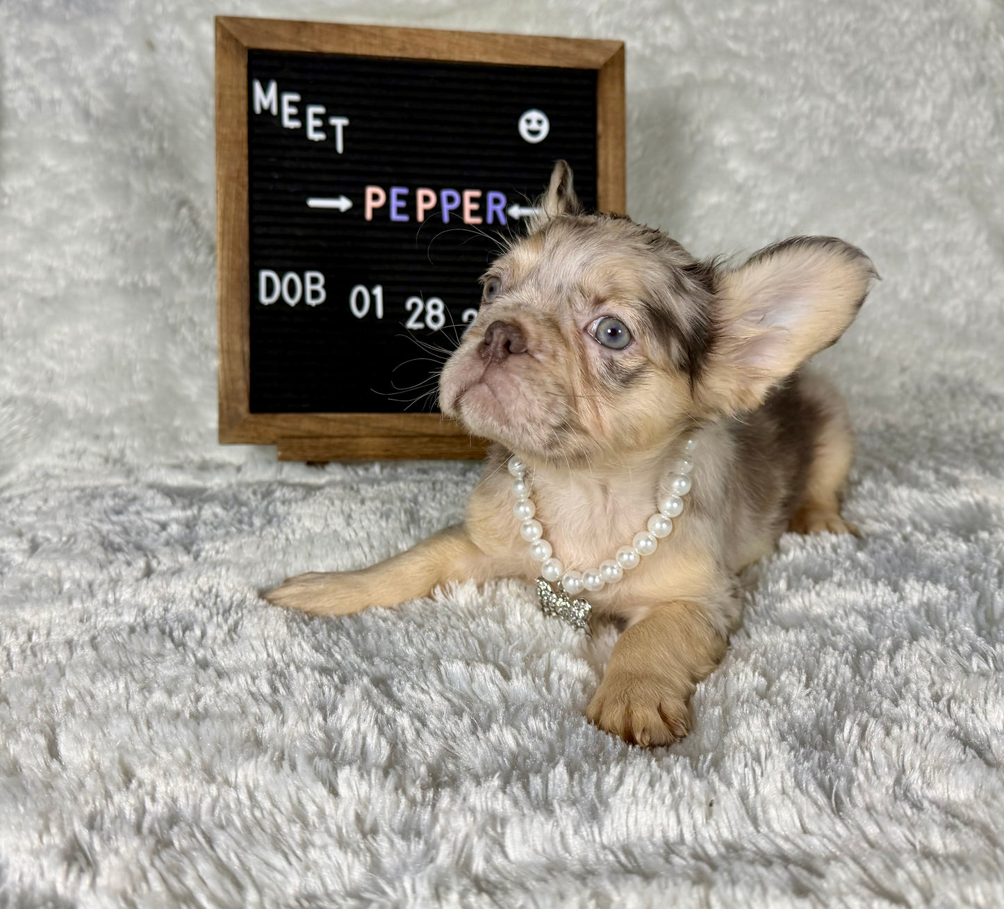 Pepper - Chocolate Merle Fluffy - RESERVED