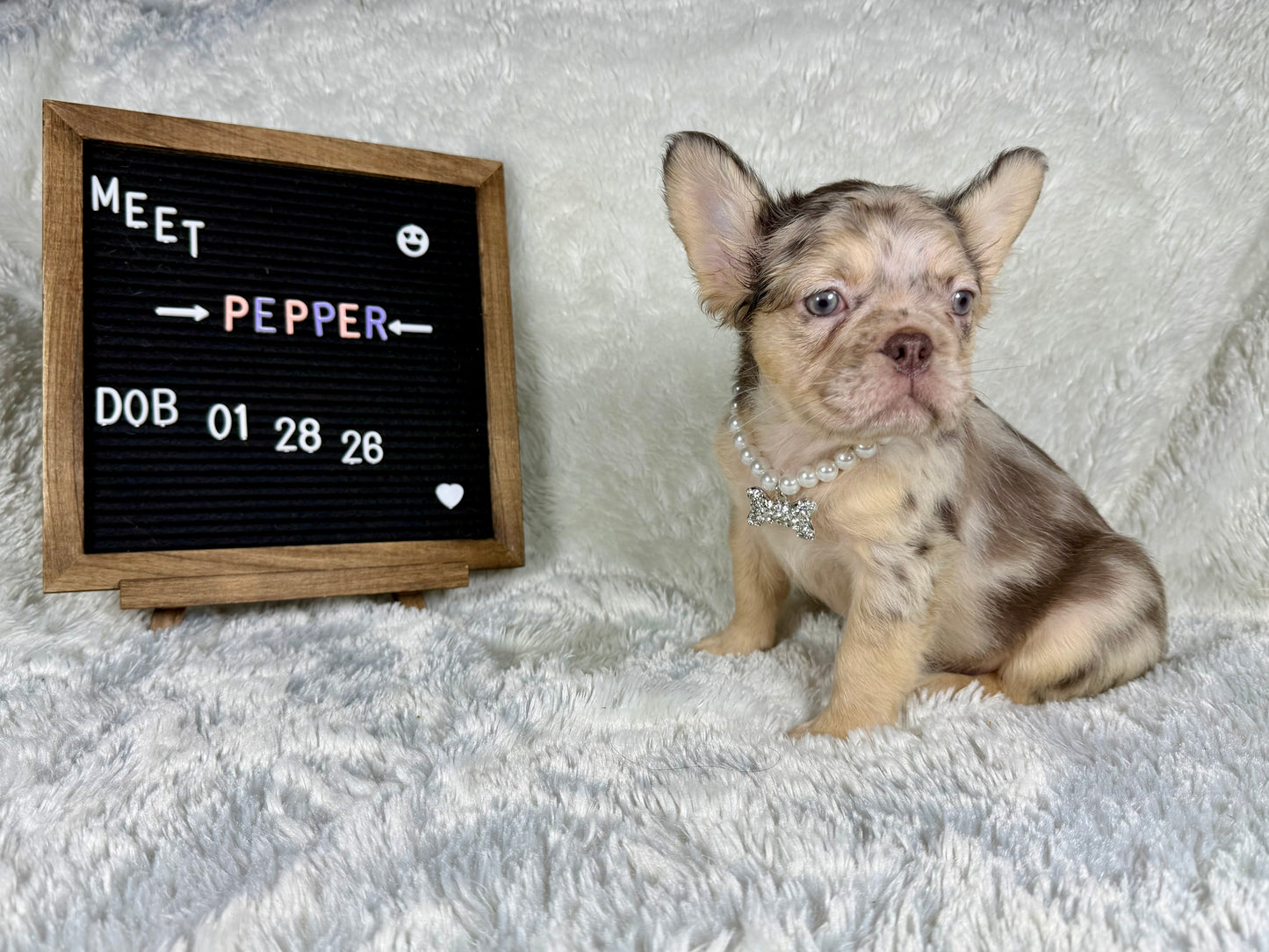 Pepper - Chocolate Merle Fluffy - RESERVED