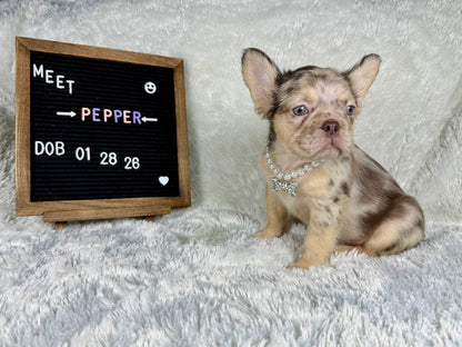 Pepper - Chocolate Merle Fluffy - RESERVED