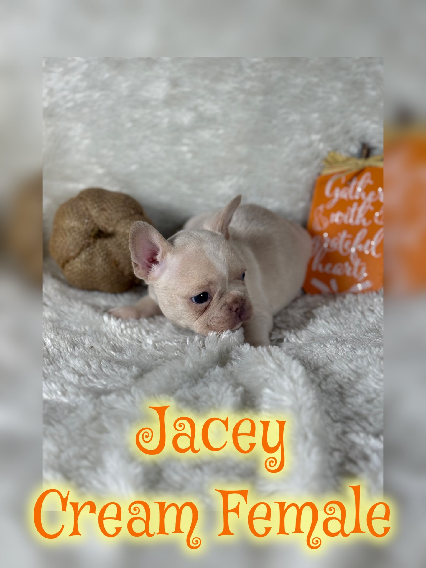 Jacey - Cream 1 BLUE eye