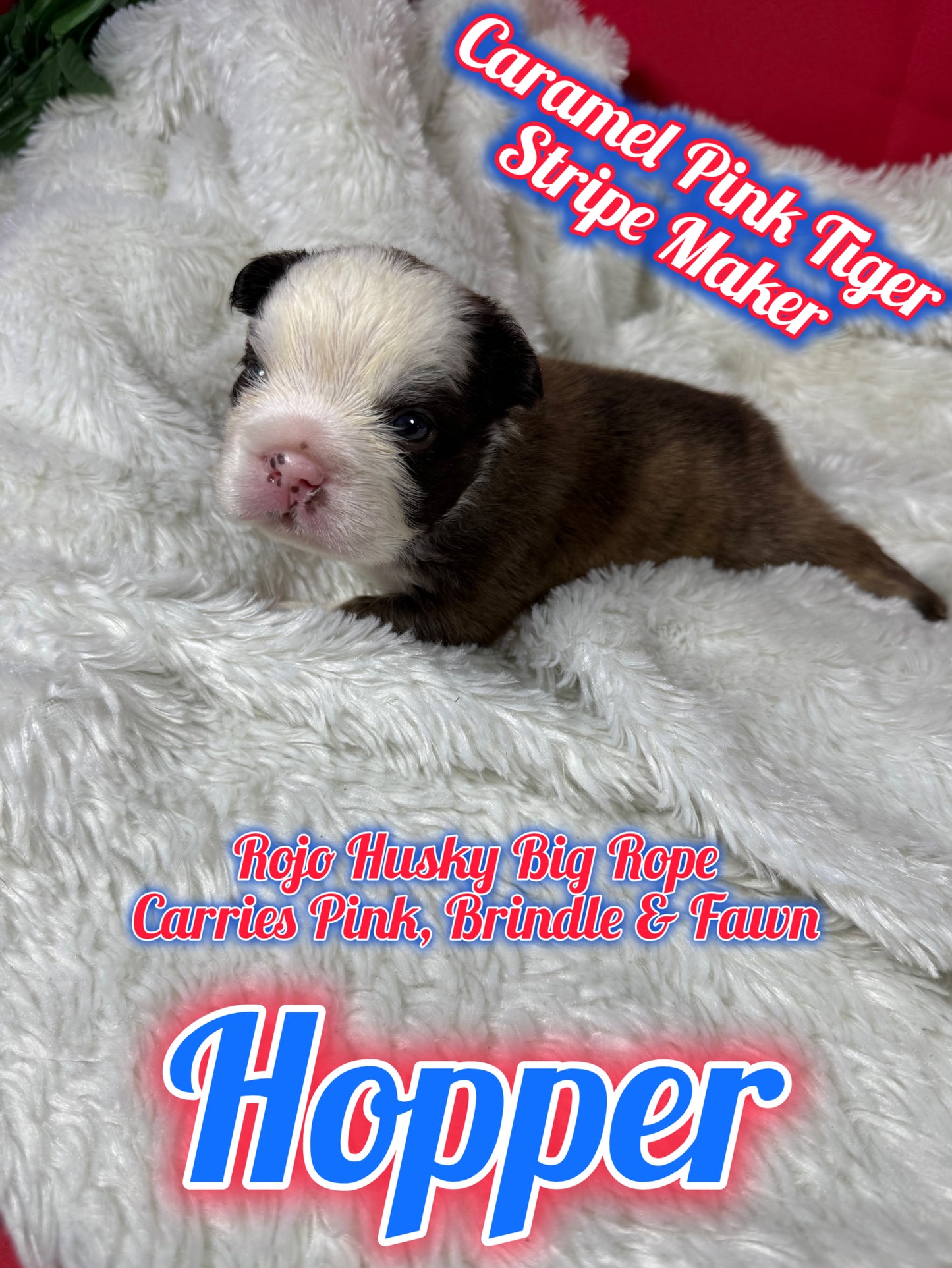 Hopper - Rojo Husky Big Rope Fluffy